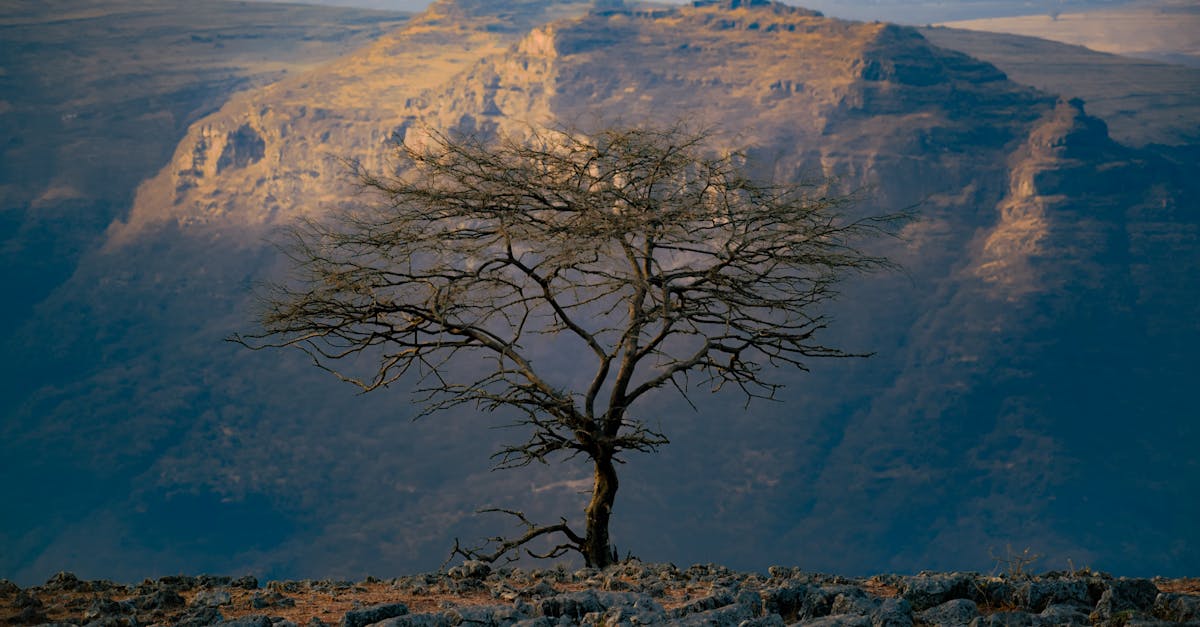 How to navigate Ethiopia's tax system as an expat